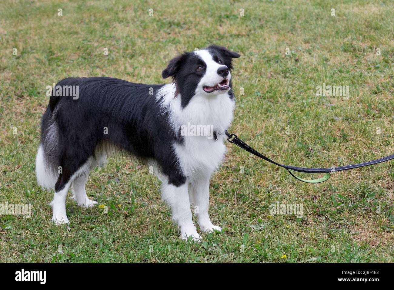 Border collie puppy is standing on the green grass in the summer park. Pet animals. Shepherd dog. Purebred dog. Stock Photo