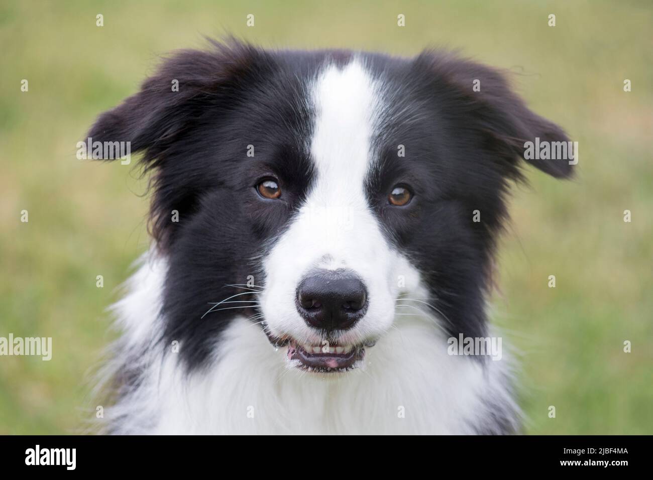 Cute border collie puppy is looking at the camera. Pet animals. Shepherd dog. Purebred dog. Stock Photo