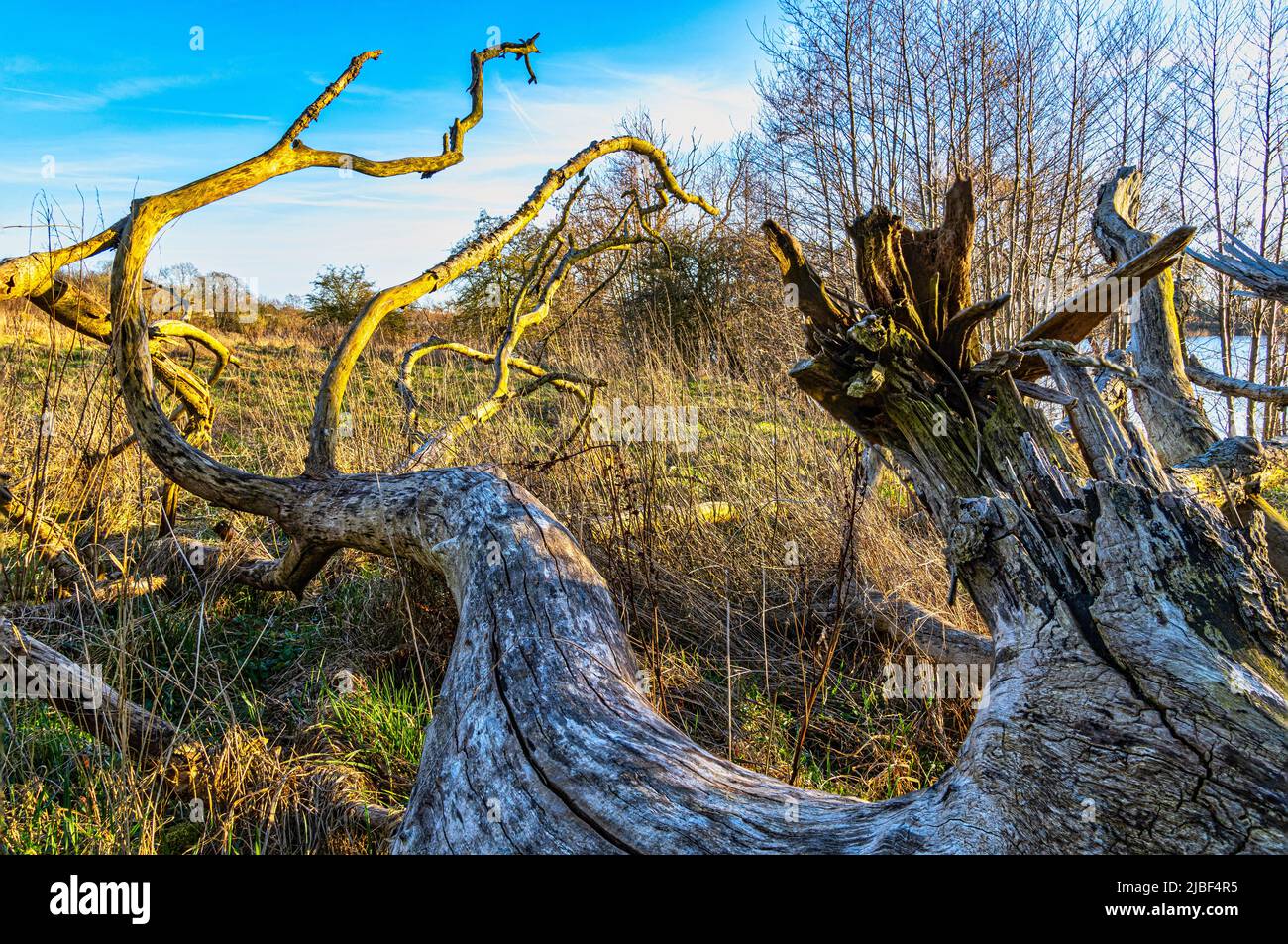 Dry trunk fallen to the ground, without bark by the lake. Assens, Denmark, Europe Stock Photo