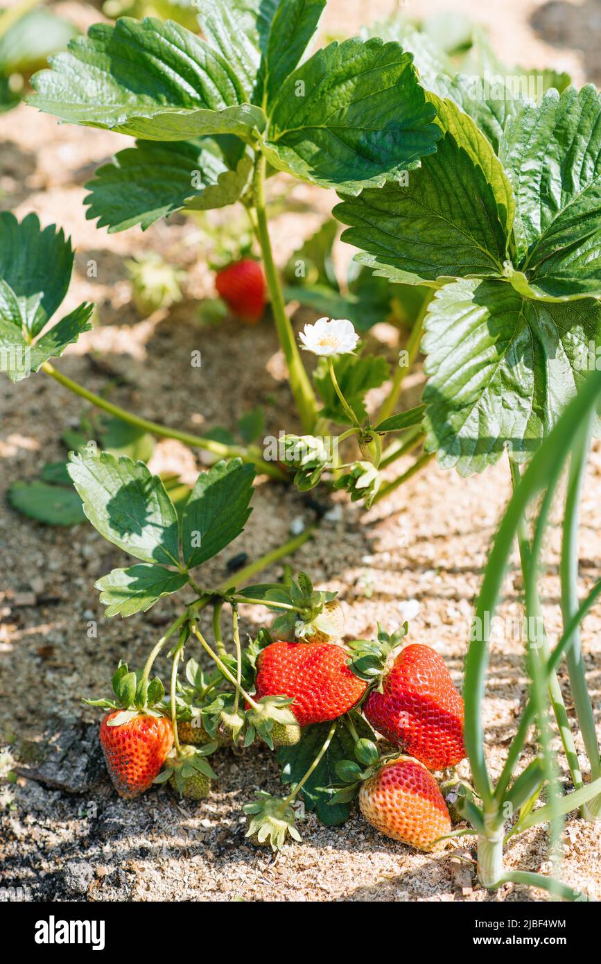 Sweet organic strawberries grow and ripen in the garden Stock Photo - Alamy