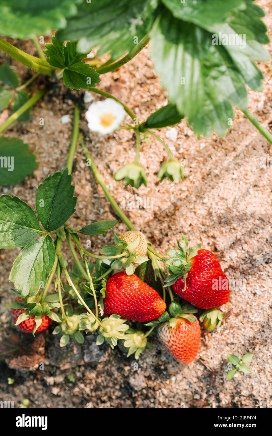 Strawberries ripen in the sun in the garden Stock Photo Alamy