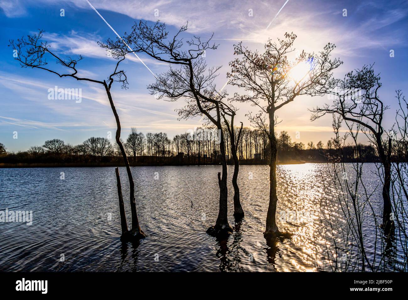 Trees bare of leaves, immersed in the lake waters are reflected in the light of the sunset. Assens, Denmark, Europe Stock Photo
