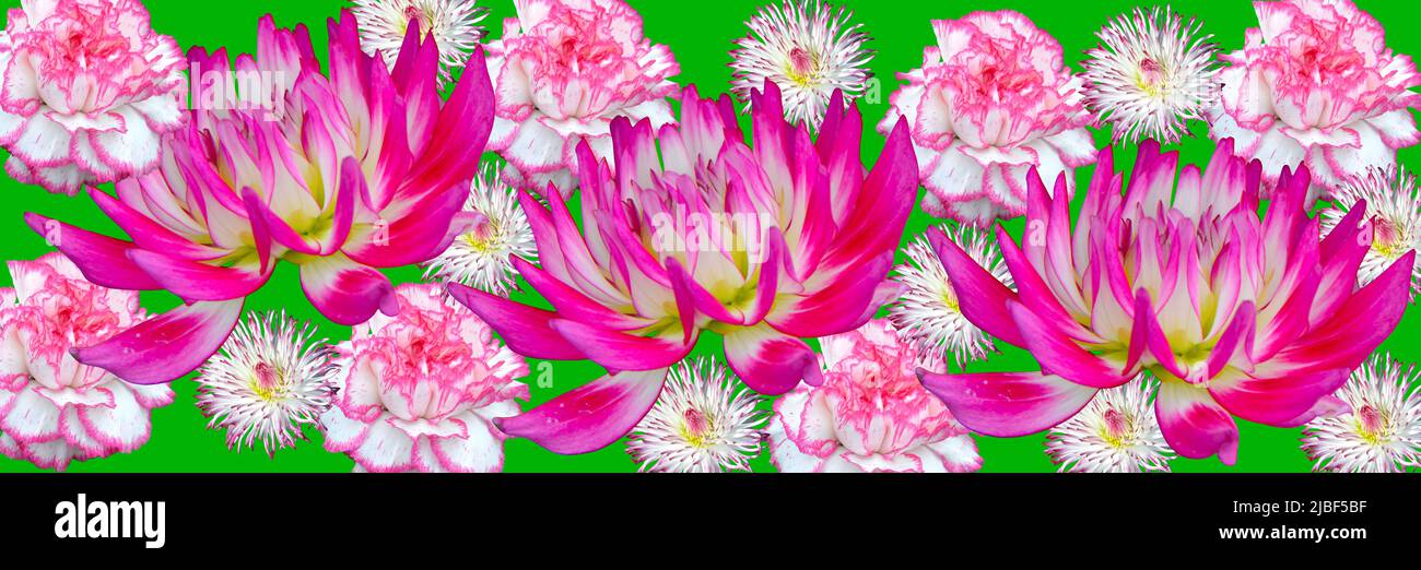 A floral display of Pink and white dahlia, Dianthus Caryophyllus Komanchi, Bellis flowers banner Stock Photo
