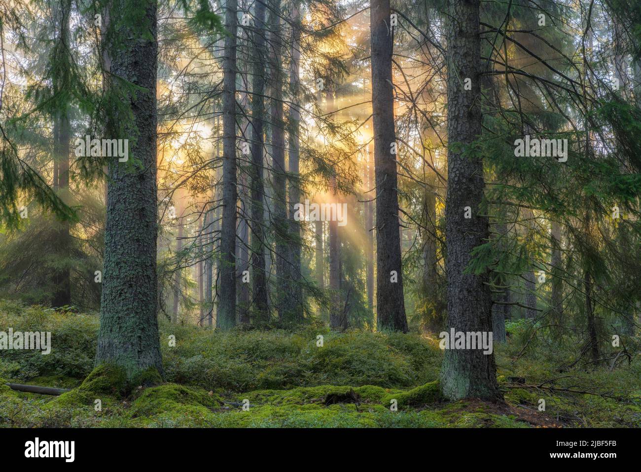 Sunset in pine forest in Lidingo, Sweden Stock Photo