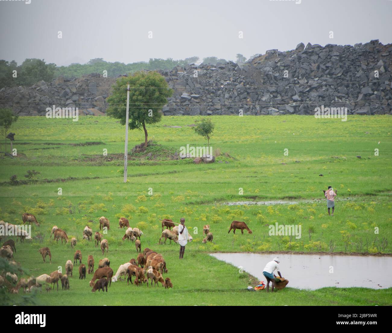 Herd of goats is eating grass. Stock Photo