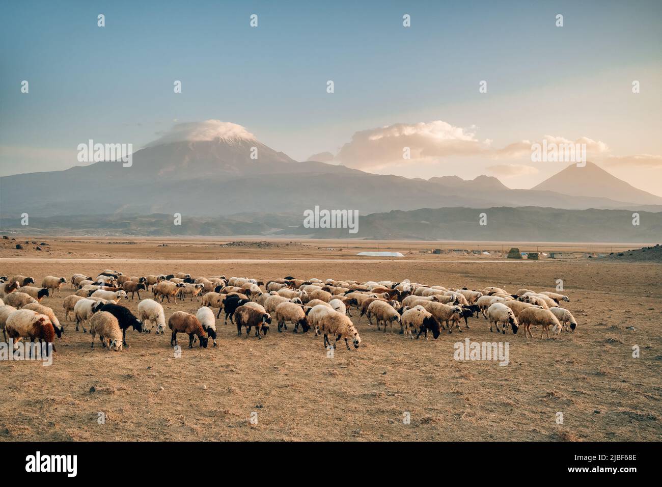 Herd of sheep with the two peaks of the Mount Ararat on the background, Turkey Stock Photo