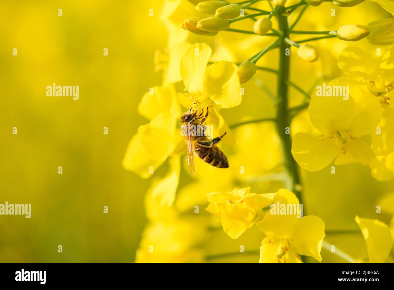 Bee colllecting pollen for honey on blooming rapeseed canola flowers