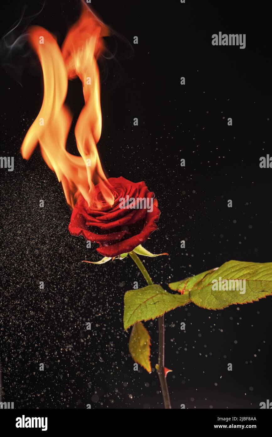 Rose is blazing. Burning rose dark background. Red flower on fire