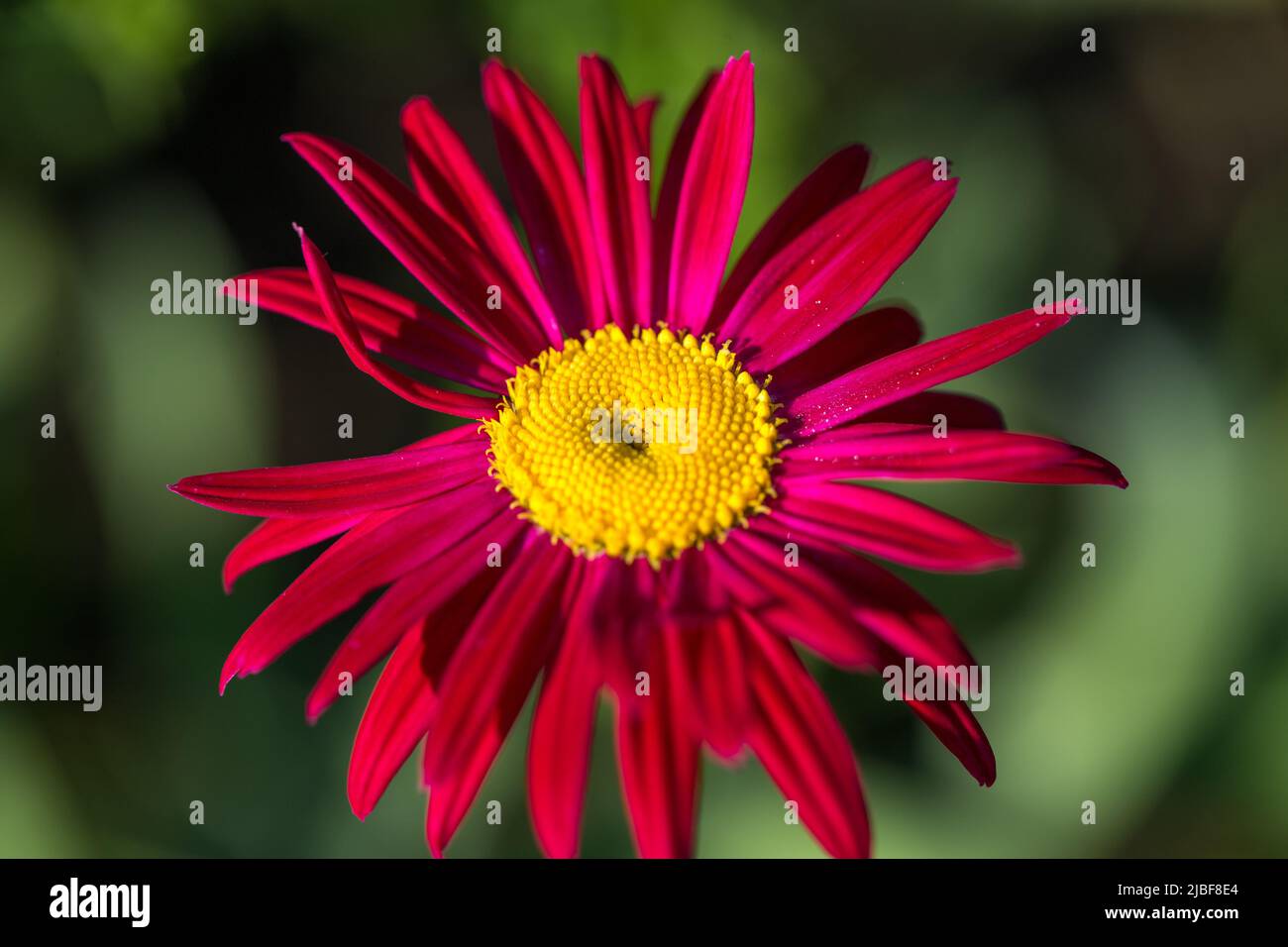 The red pyrethrum, or Persian Daisy lat. Pyrethrum roseum Stock Photo