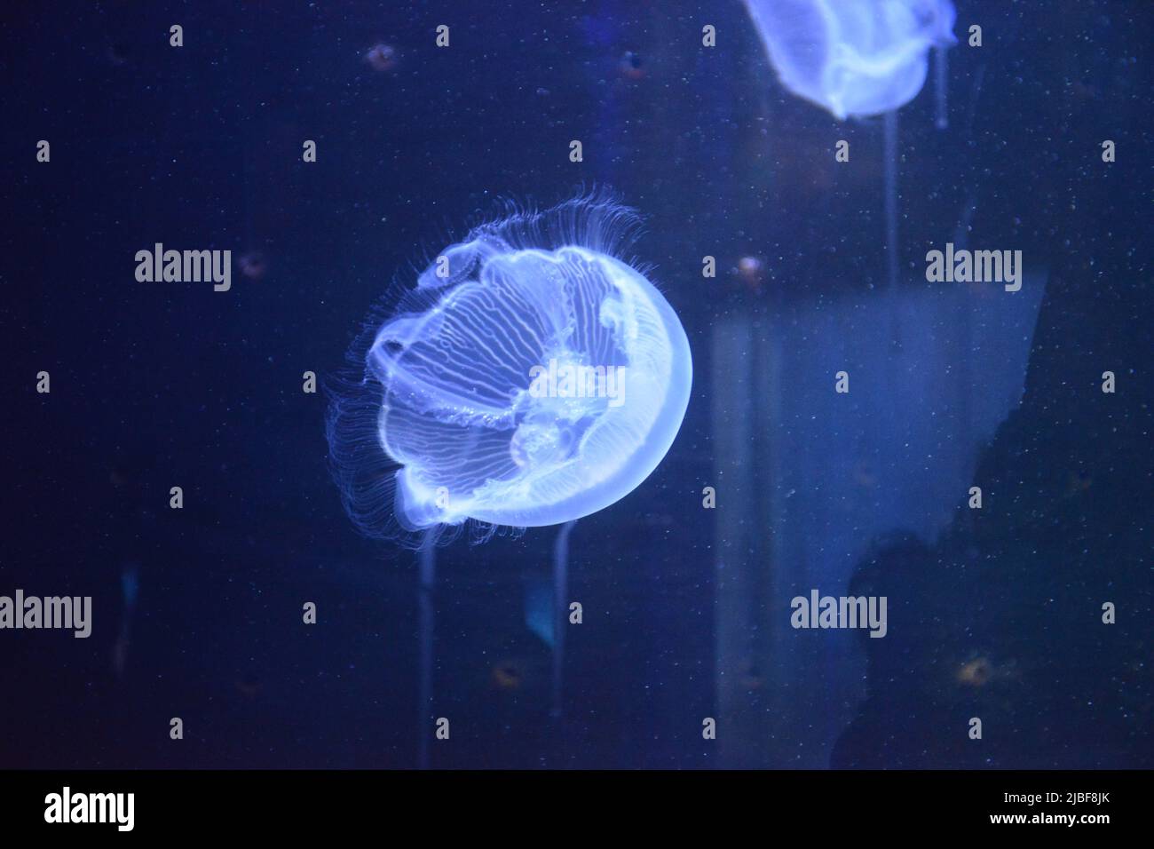 A closeup shot of jellyfishes Stock Photo