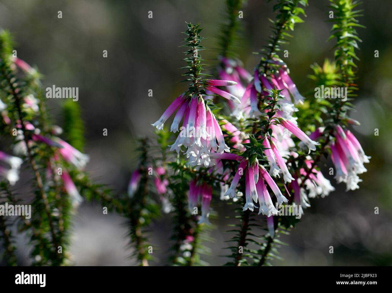 Back lit pink, red and white bell-shaped flowers of the Australian native Fuchsia Heath, Epacris longiflora, family Ericaceae, growing in woodland Stock Photo