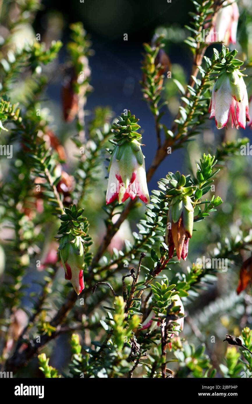 Red and white striped flowers of the Australian native Darwinia macrostegia hybrid Stripey, family Myrtaceae. Known as the Mondurup Bell Stock Photo
