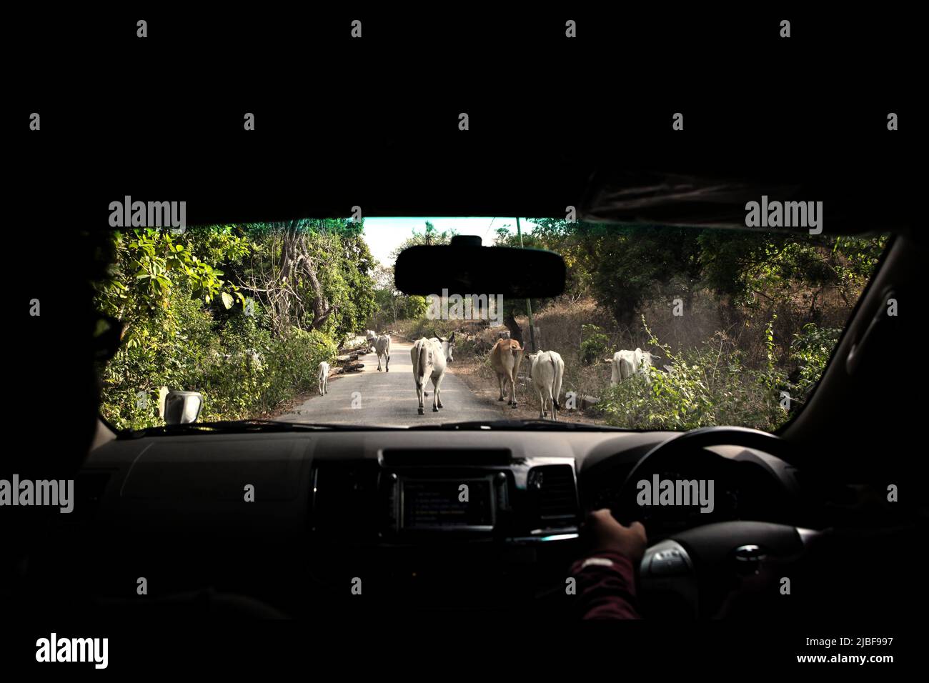 A herd of cattles walking on a rural road in front of a moving car in East Sumba, East Nusa Tenggara, Indonesia. Stock Photo