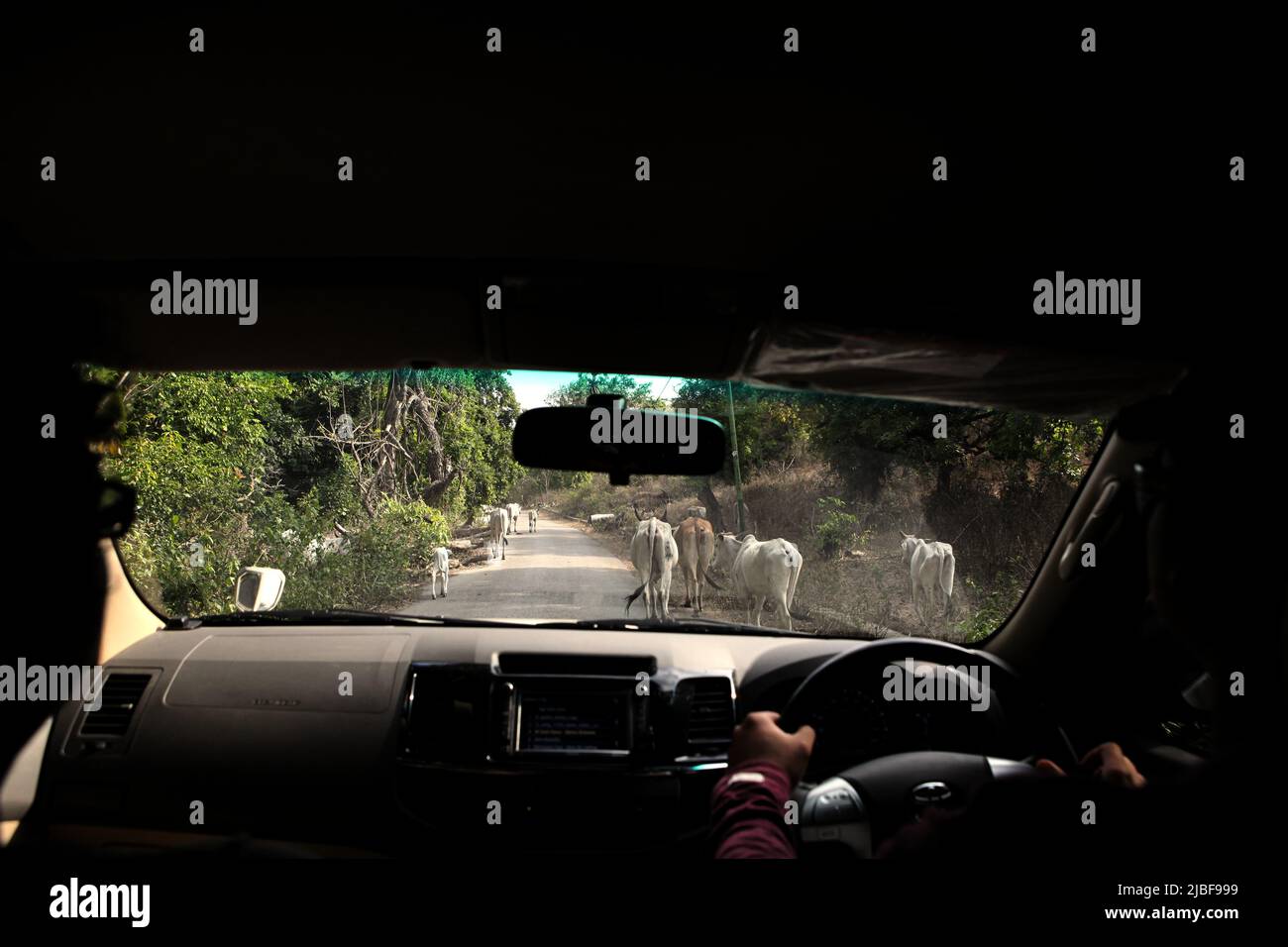 A herd of cattles walking on a rural road in front of a moving car in East Sumba, East Nusa Tenggara, Indonesia. Stock Photo