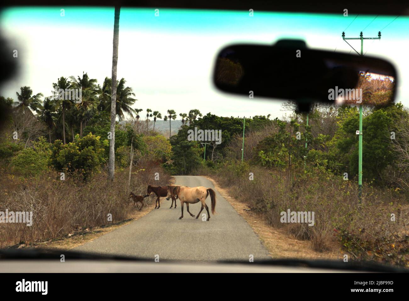 Ponies crossing a rural road in East Sumba, East Nusa Tenggara, Indonesia. Stock Photo