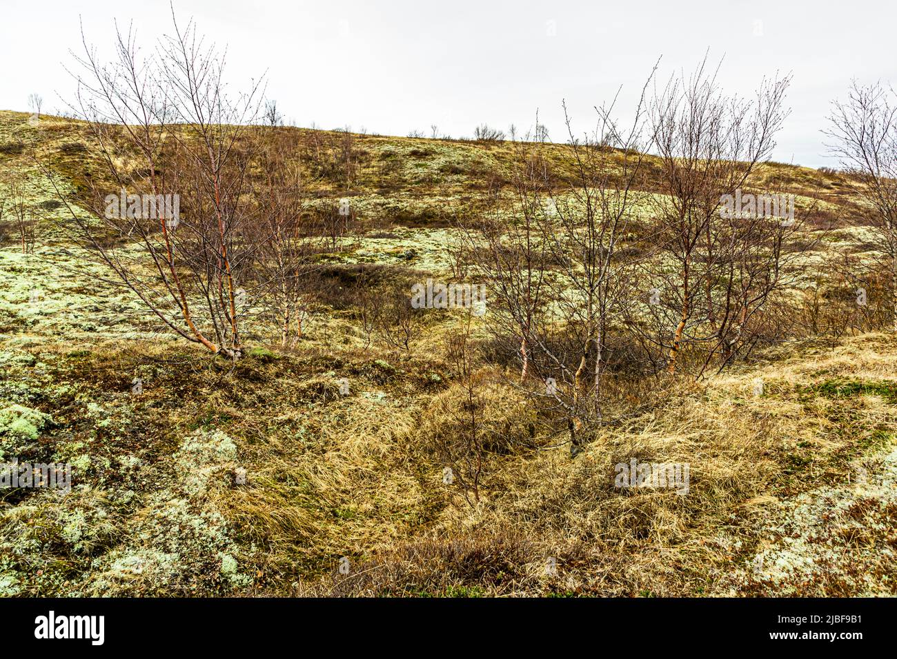 Vegetation in the Skutustadhir area of Lake Myvatn, Iceland Stock Photo