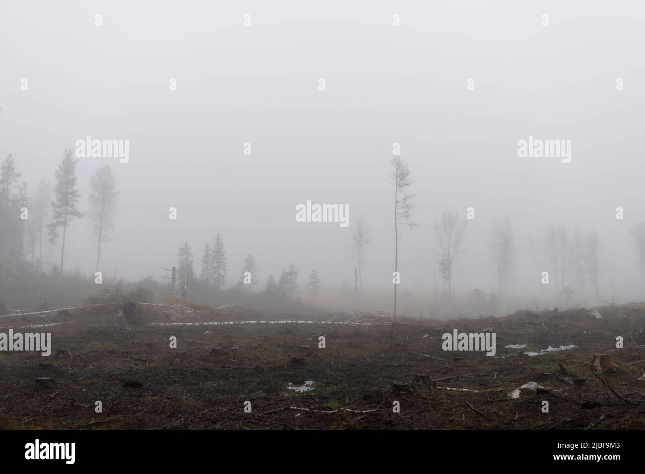 Trees in dirt field in fog Stock Photo - Alamy