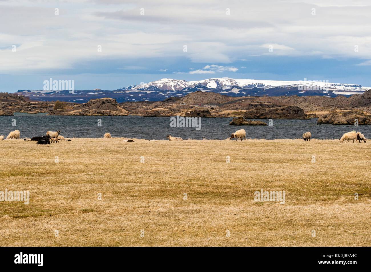 Icelandic sheep at lake Myvatn, Iceland Stock Photo