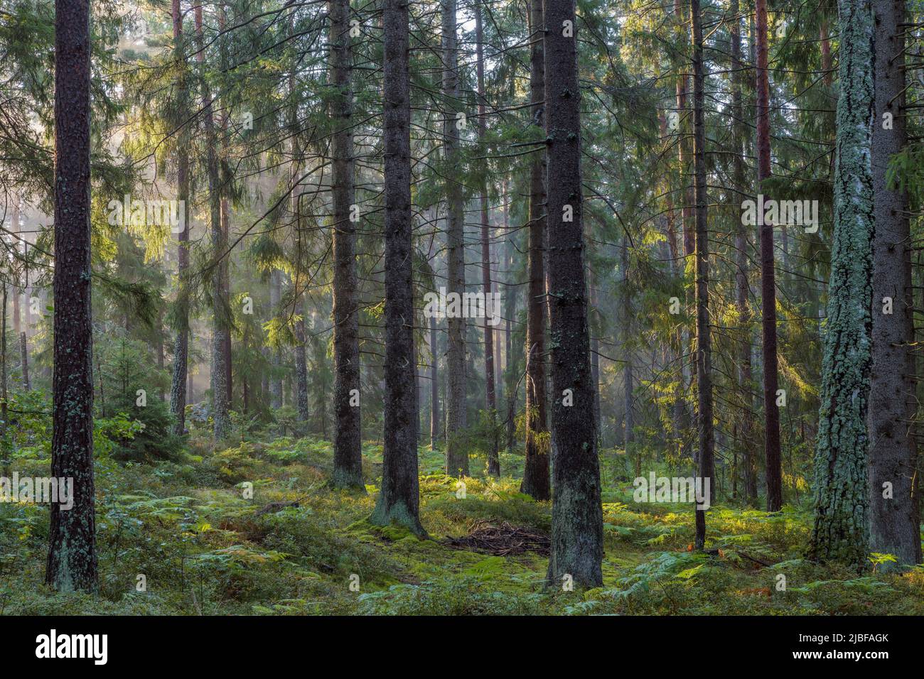Pine forest in Lidingo, Sweden Stock Photo