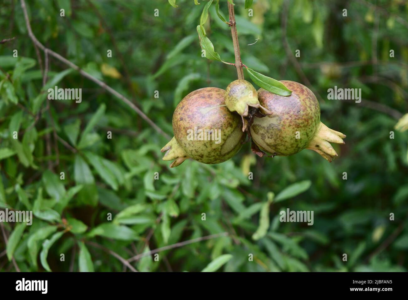 Pomegranate fruit on tree with natural green leaves in background, Thailand Stock Photo
