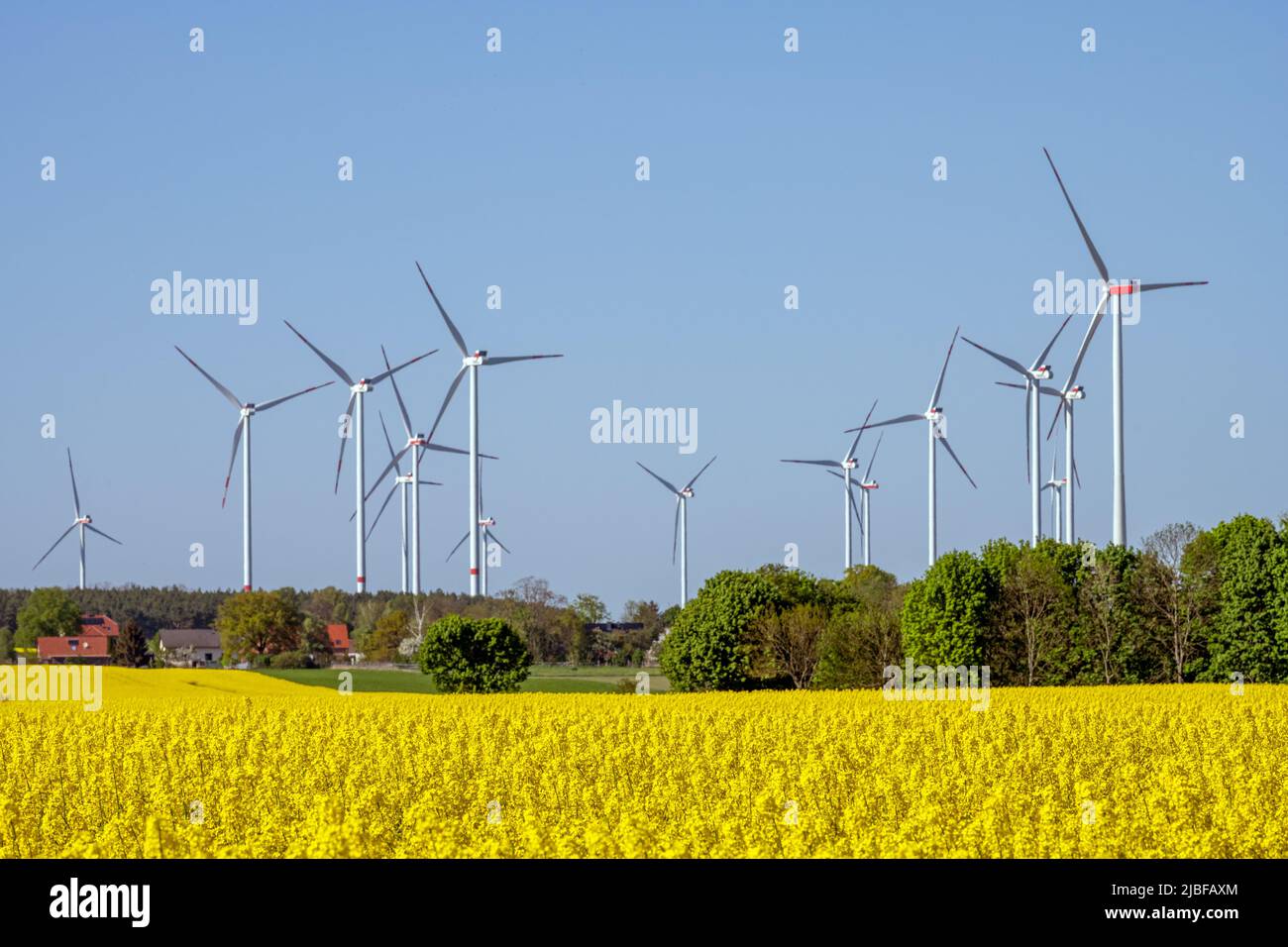 Flowering canola field with wind turbines in the back seen in Germany Stock Photo