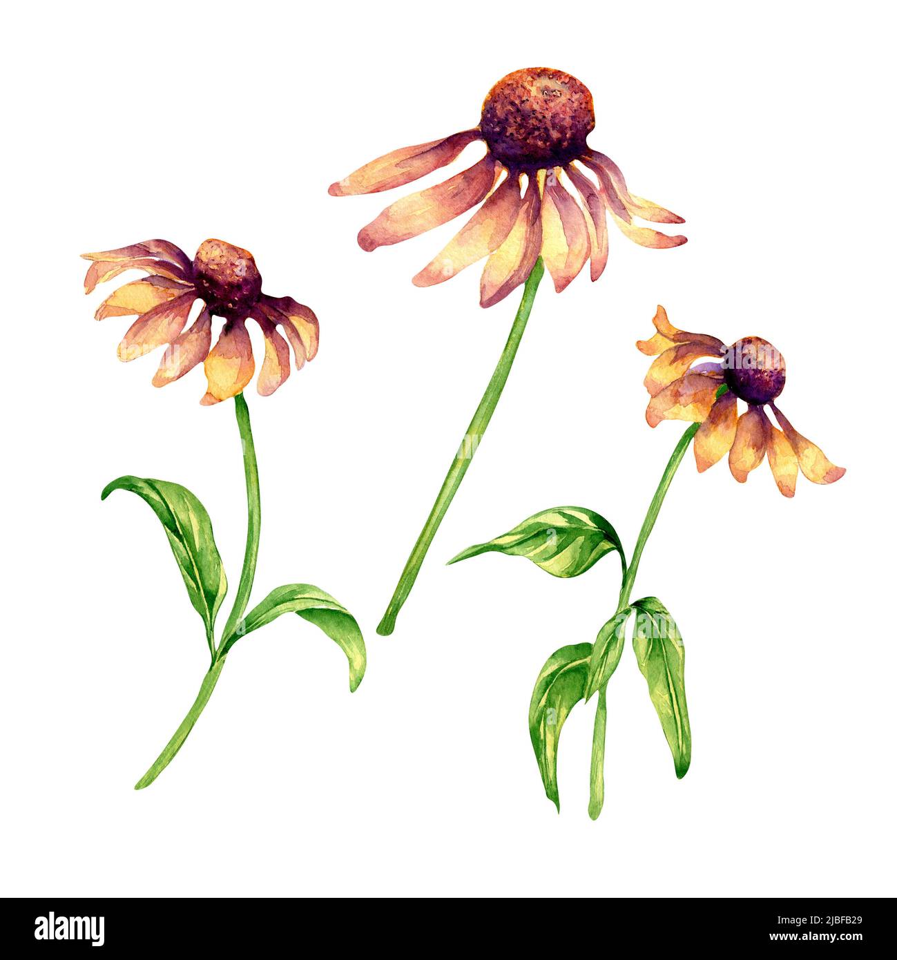 Set of meadow purple flowers, coneflower watercolor illustration on ...