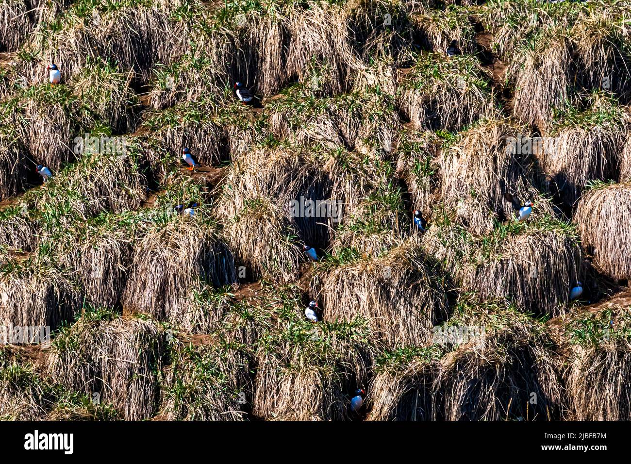Puffin Island near Húsavík in Iceland is home to many puffins during the breeding season Stock Photo