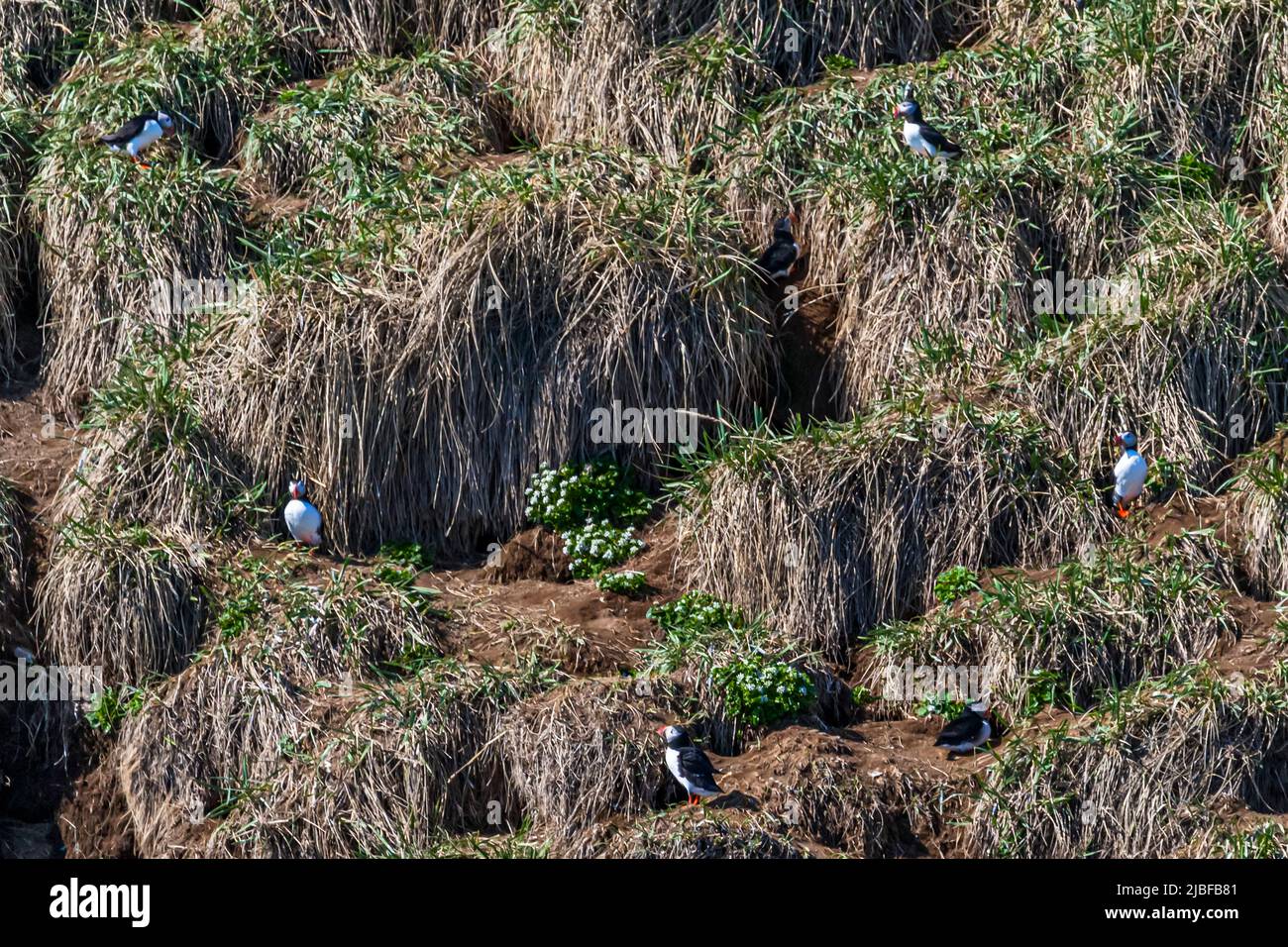 Puffin Island near Húsavík in Iceland is home to many puffins during the breeding season Stock Photo