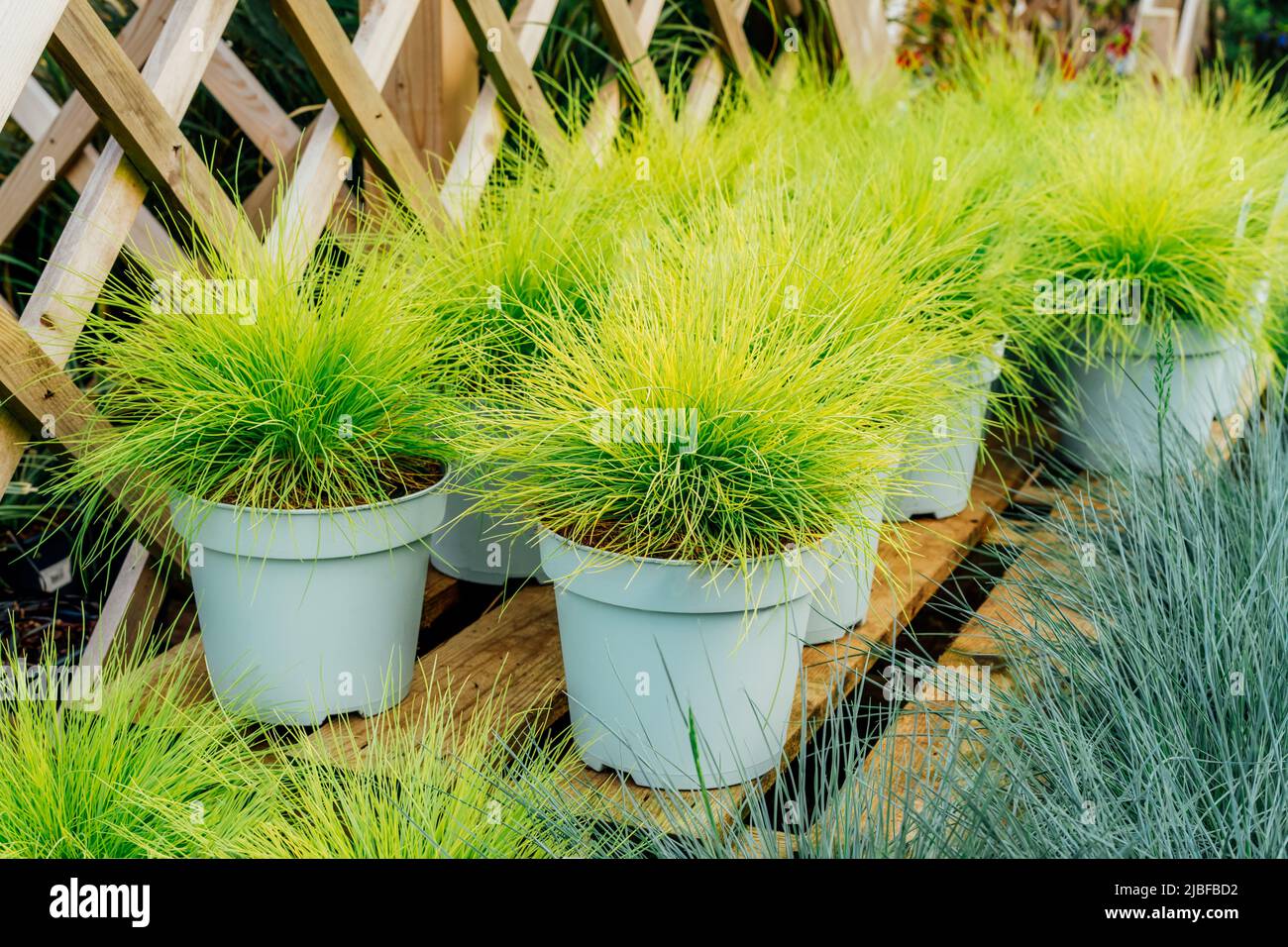 Seedlings in pots Festuca glauca green and yellow grass in plant pots in the garden center. Ideas for gardening and planting in a new season. Selectiv Stock Photo