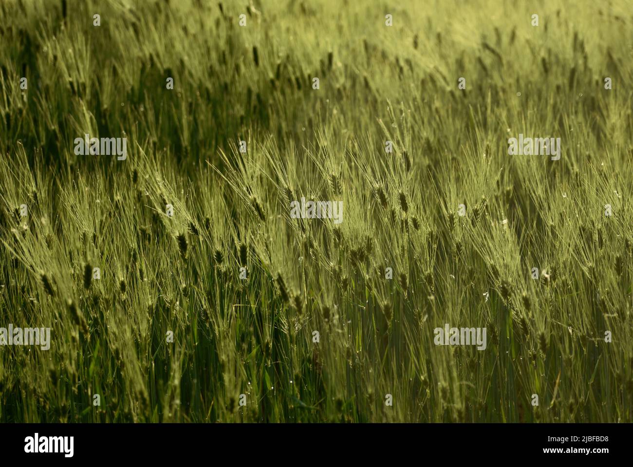 Barley grass plants swaying in hi-res stock photography and images - Alamy