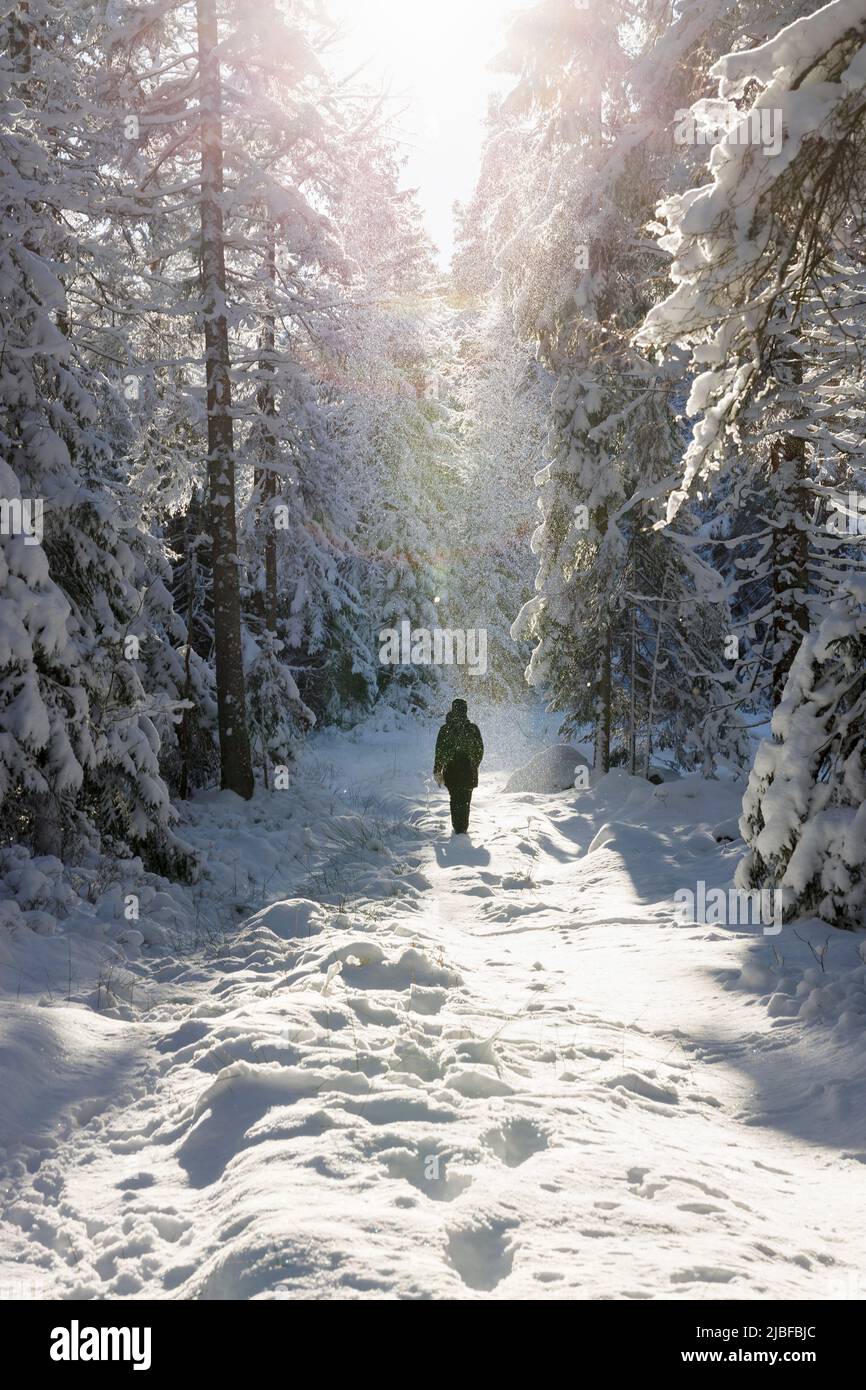 Walking in snowy forest hi-res stock photography and images - Alamy