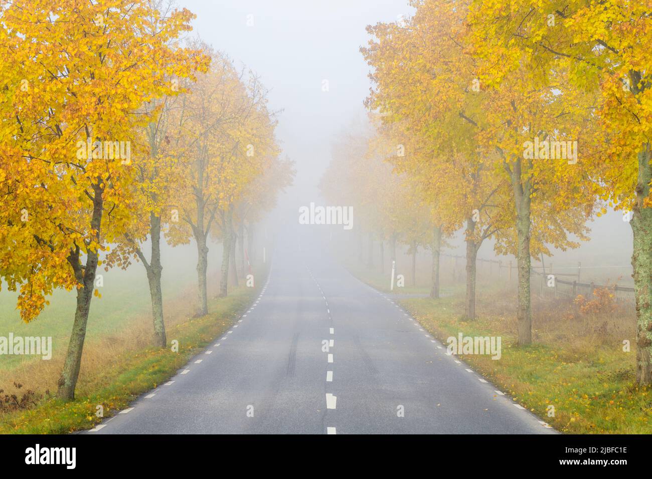 Autumn trees and rural road in fog Stock Photo