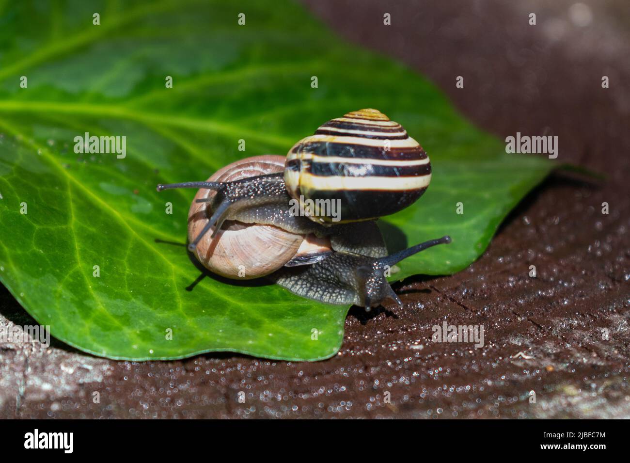 A pair of snails crawling on a wet leaf of green ivy. Beautiful multi ...