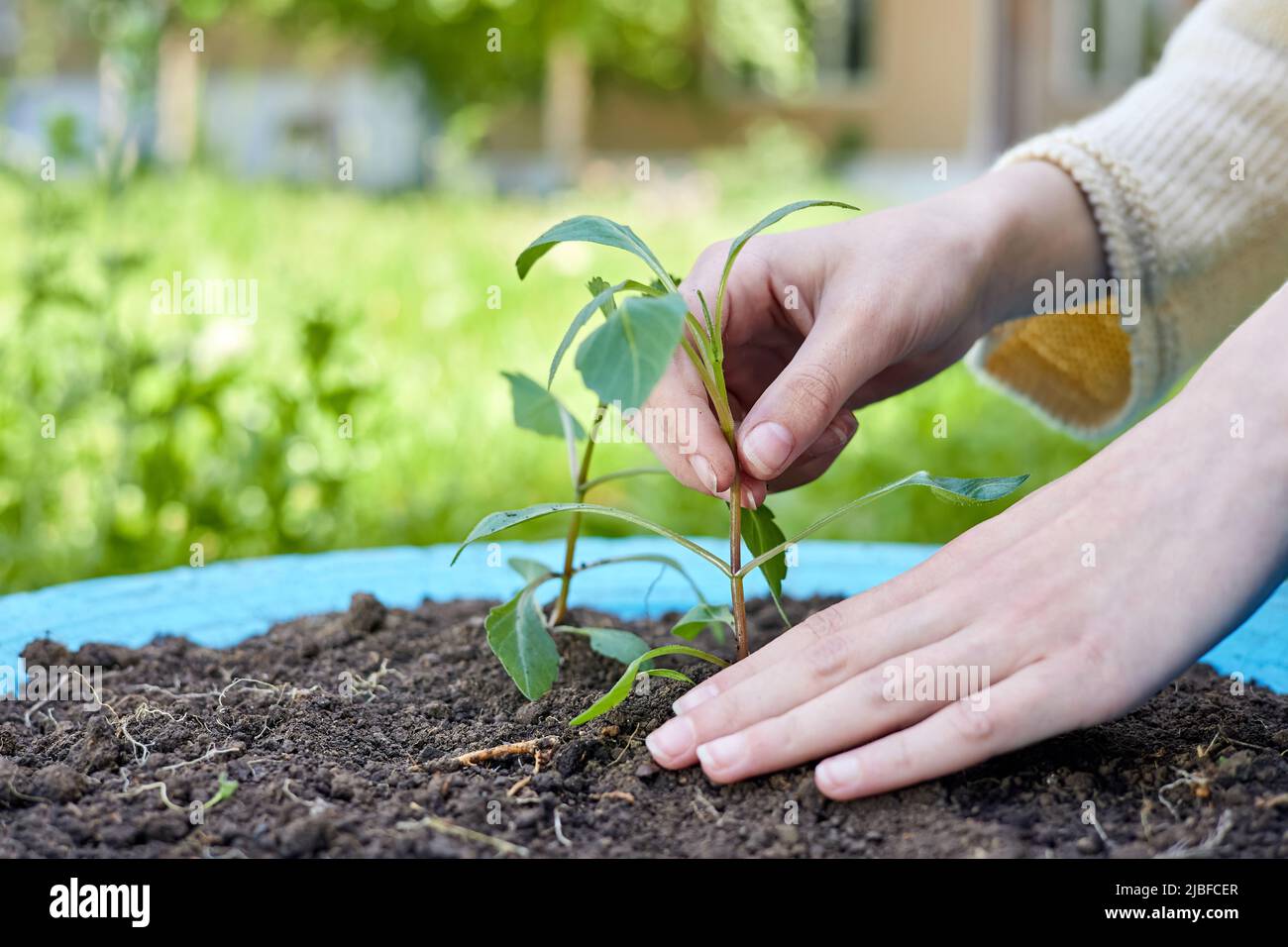 Girl planting plants in a flower bed Stock Photo - Alamy