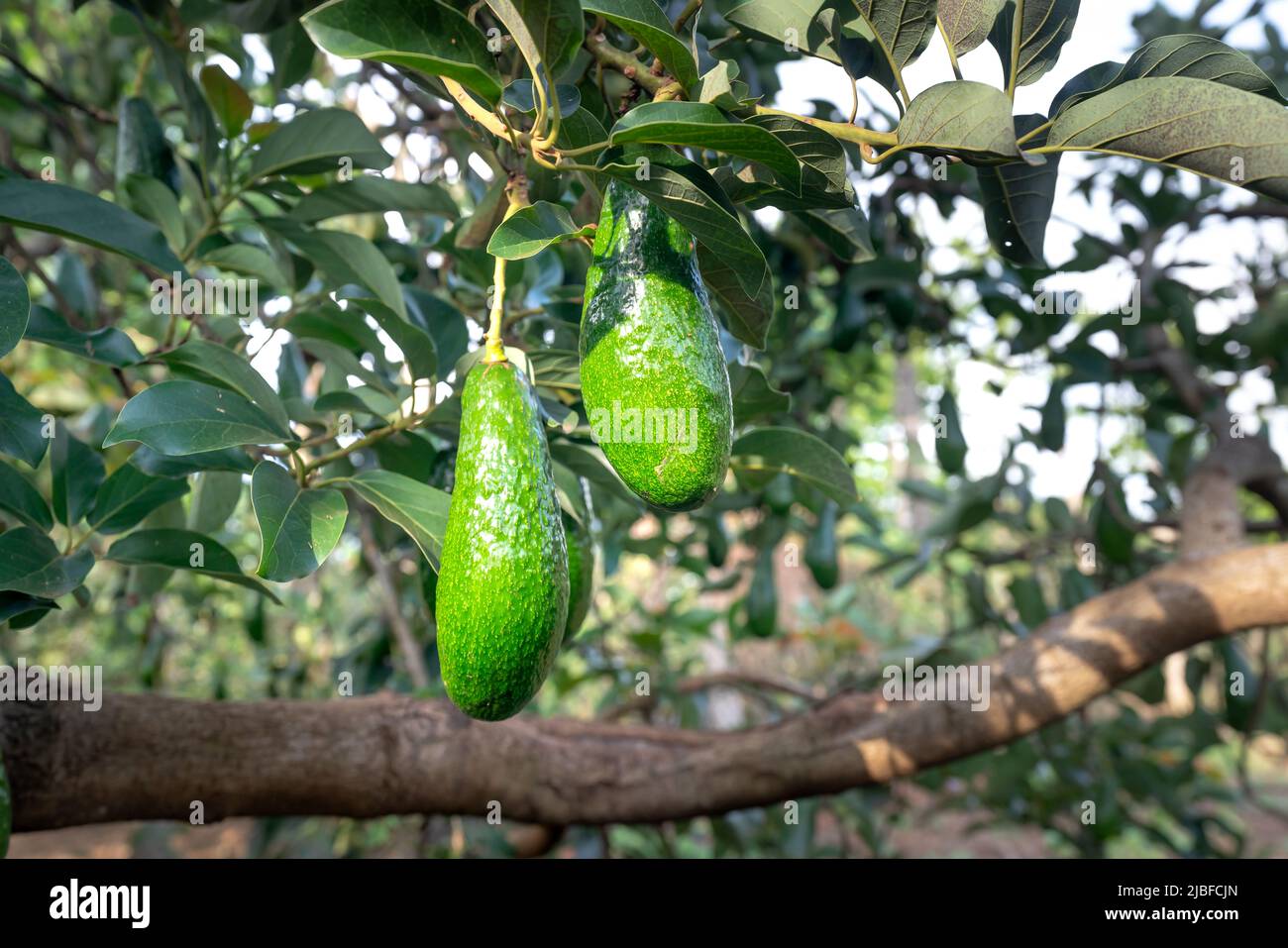 group of avocados hanging on a tree Stock Photo Alamy