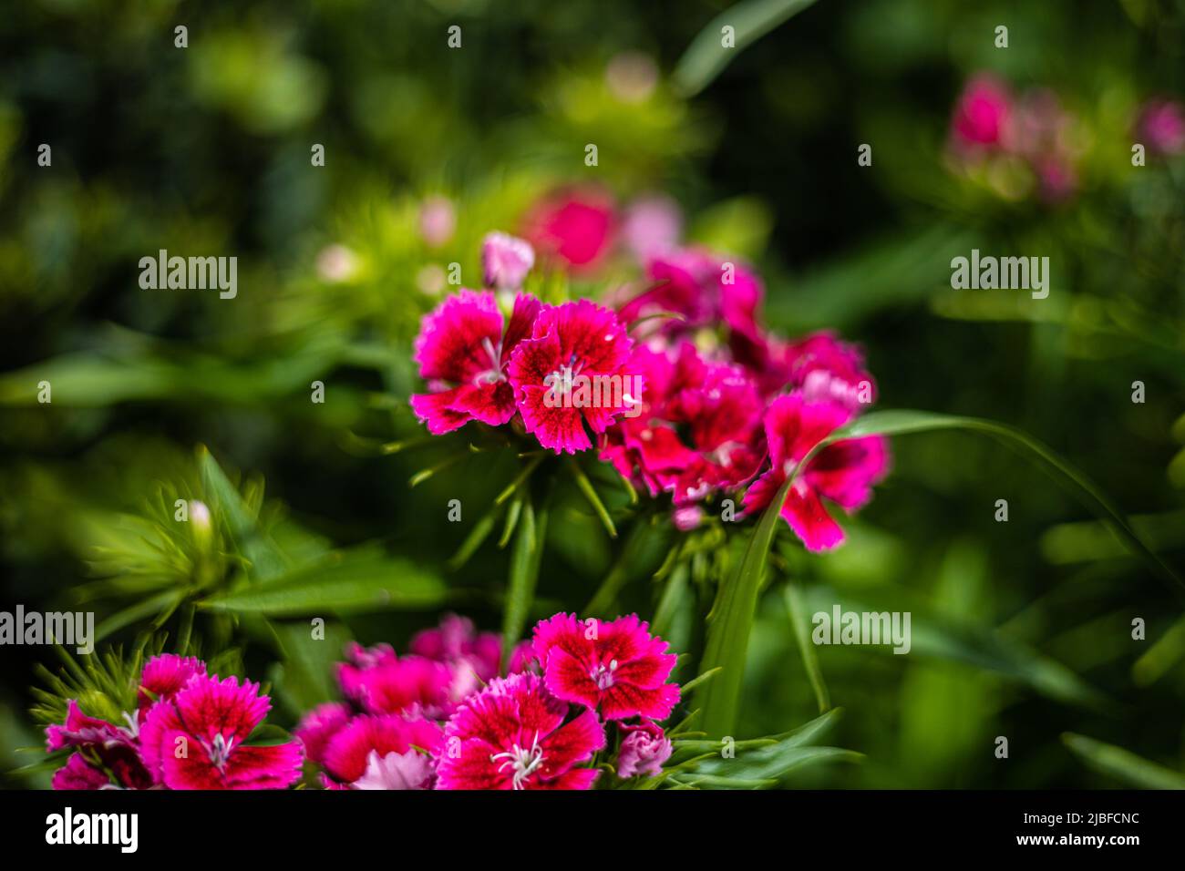 Dianthus barbatus 'Pinocchio' Sweet William flowering early summer in the United Kingdom Stock Photo