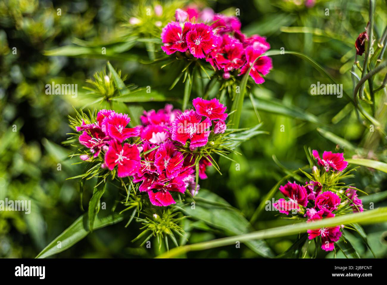 Dianthus barbatus 'Pinocchio' Sweet William flowering early summer. Bristol, United Kingdom Stock Photo