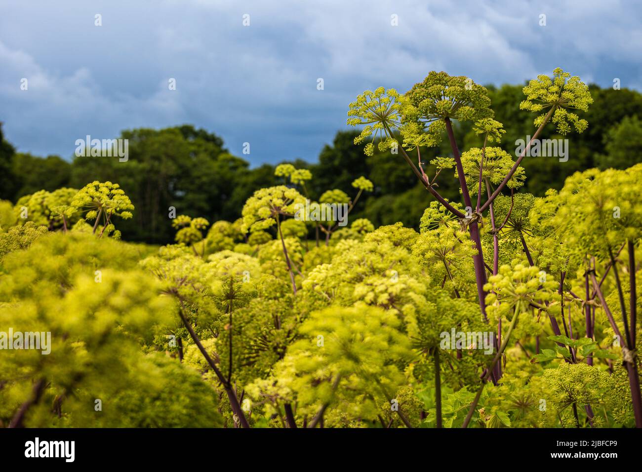 Crops growing in a field on Brenda Parker way walking trail, Hampshire, United Kingdom Stock Photo
