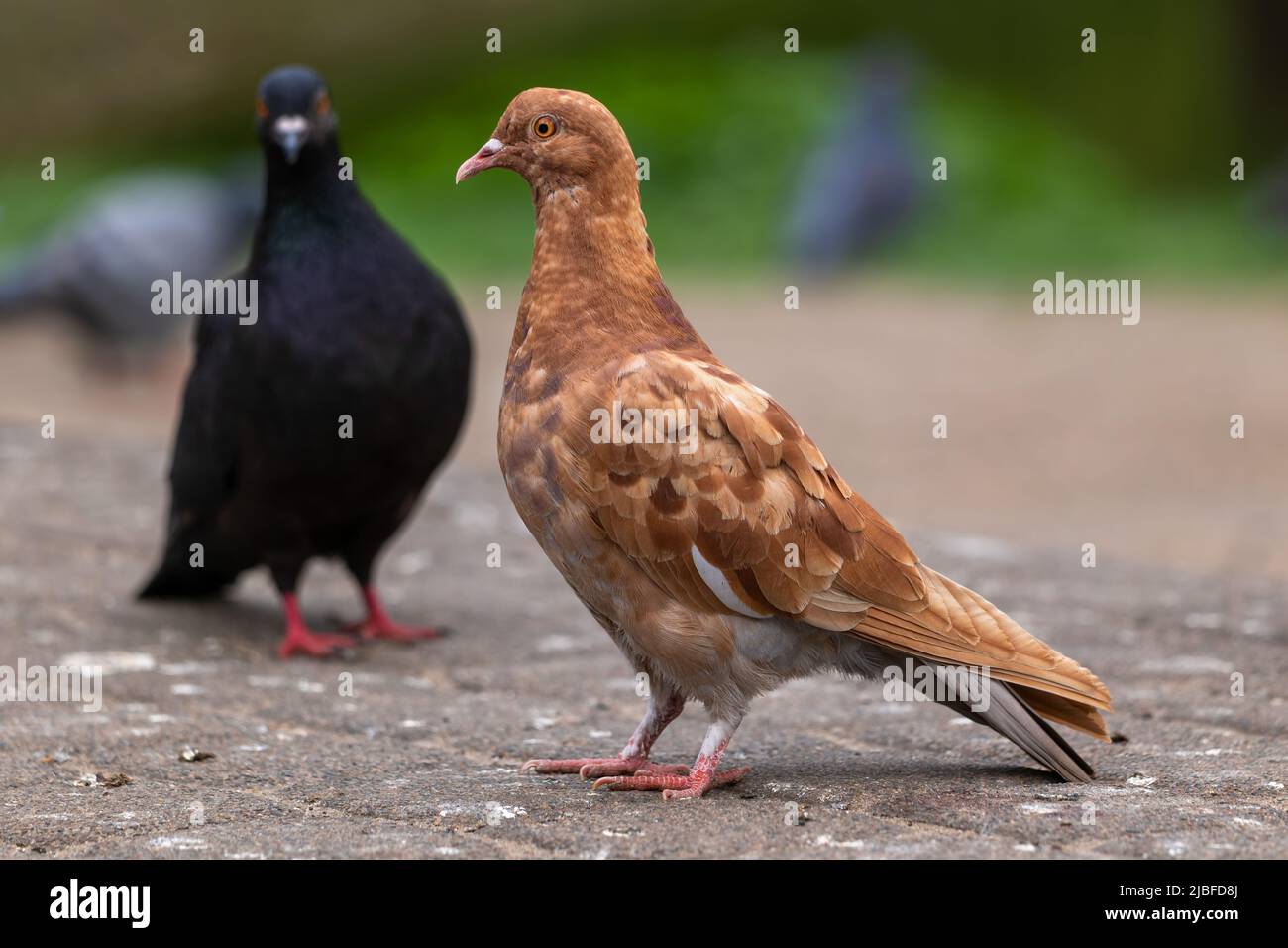 Feral pigeon (Columba livia domestica) with rare brown ginger plumage and another bird looking at him. Stock Photo