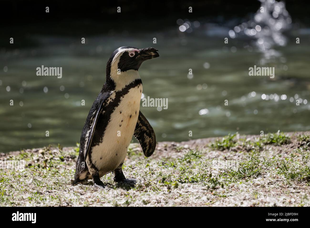 The African penguin (Spheniscus demersus) by the water, common names: Cape penguin or South African penguin, animal in the family: Spheniscidae. Stock Photo