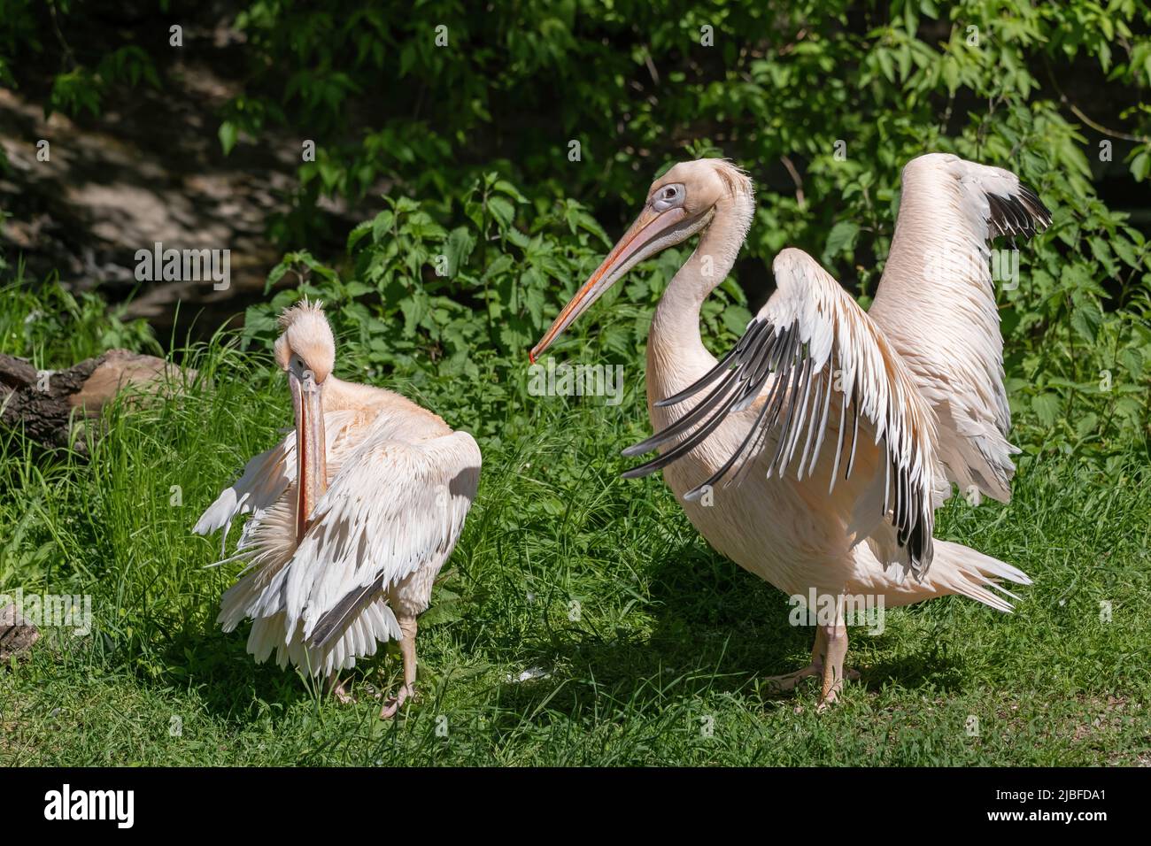 The great white pelican (Pelecanus onocrotalus) male showing impressive size of its wings to a female during mating season, bird in the family Pelecan Stock Photo