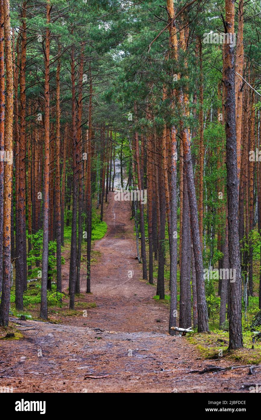 Trail along tall pine trees in Kampinos Forest, Kampinoski National Park near Warsaw, Masovia region, Poland. Stock Photo