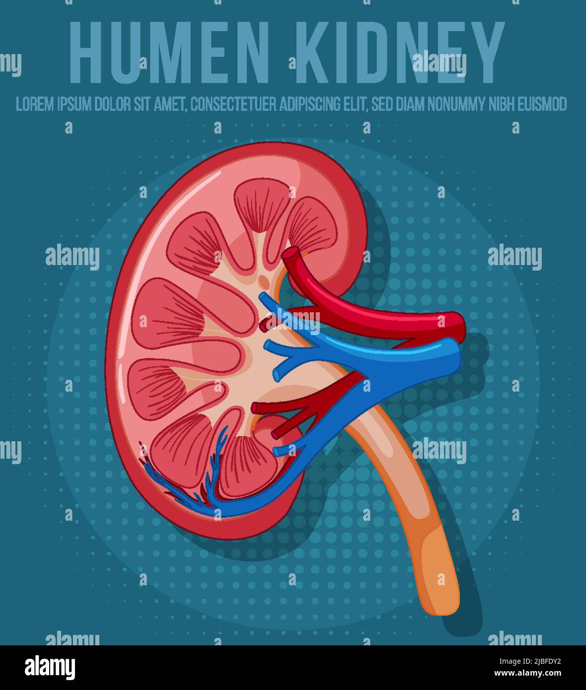 Human internal organ with kidney illustration Stock Vector Image & Art ...