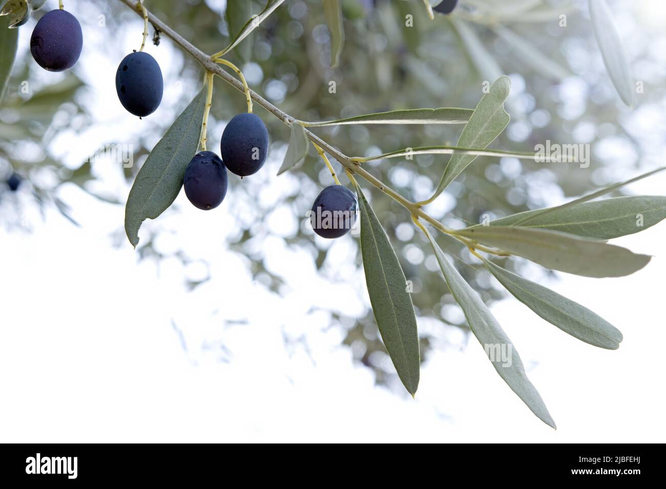 an olive branch with ripe black olives on isolated white background ...