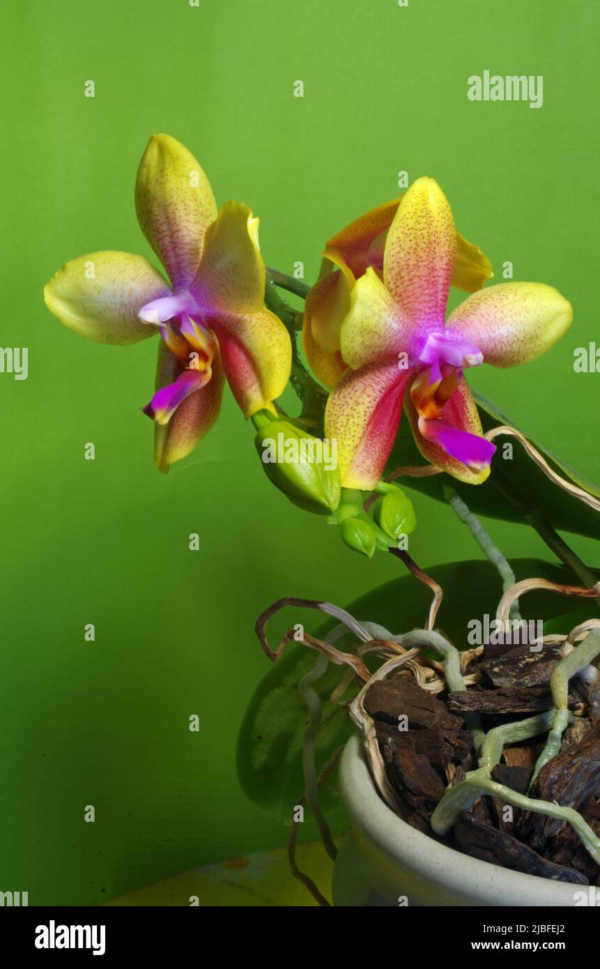 Phalaenopsis hybride 'Liodoro'. Stock Photo