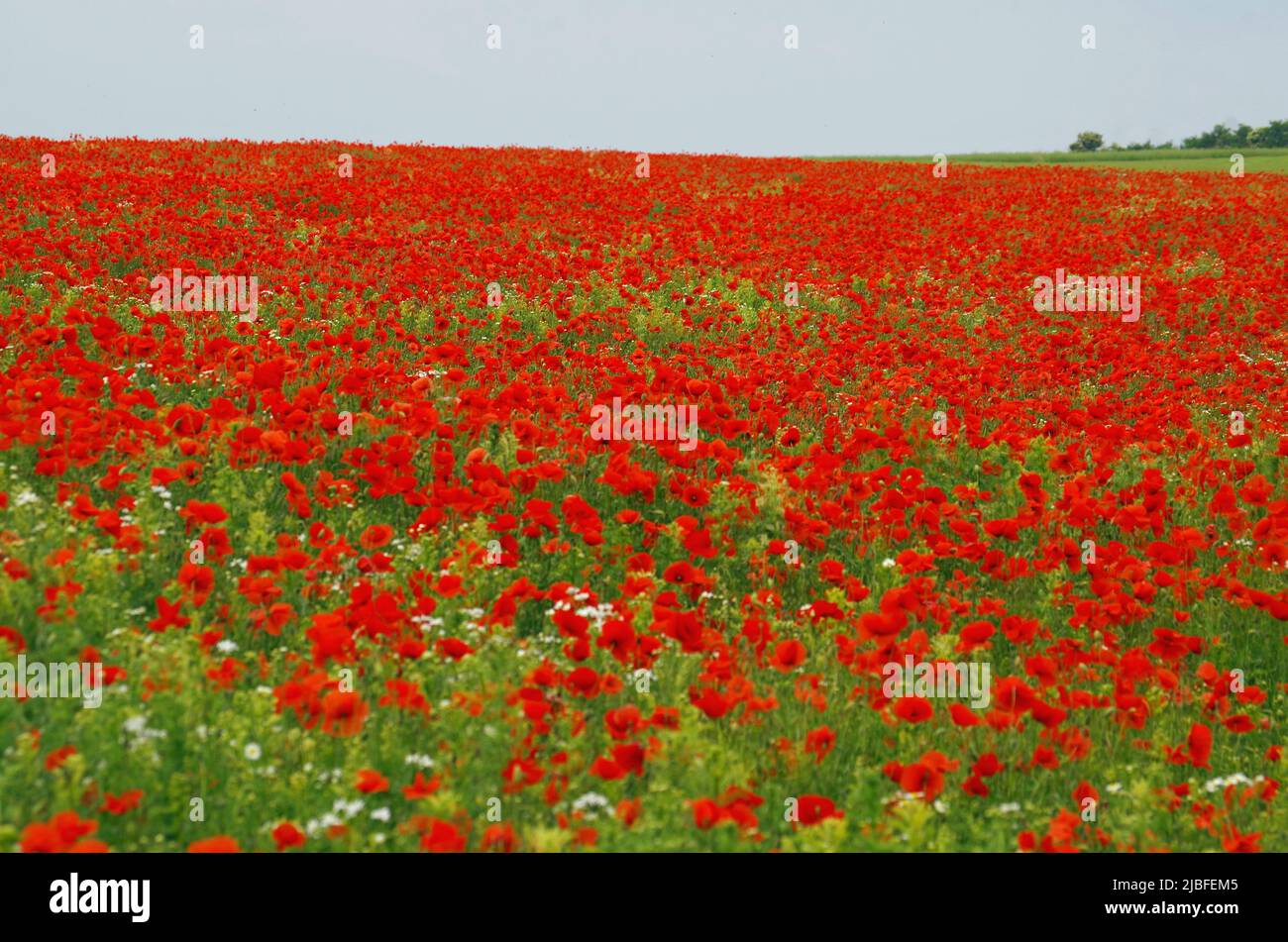 Poppy Field, near Bad Neustadt an der Saale. Stock Photo