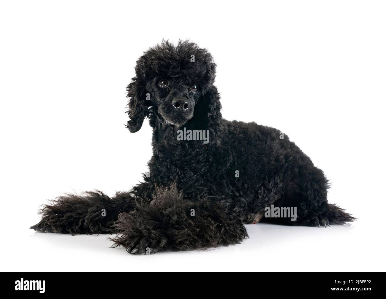 black poodle in front of white background Stock Photo - Alamy