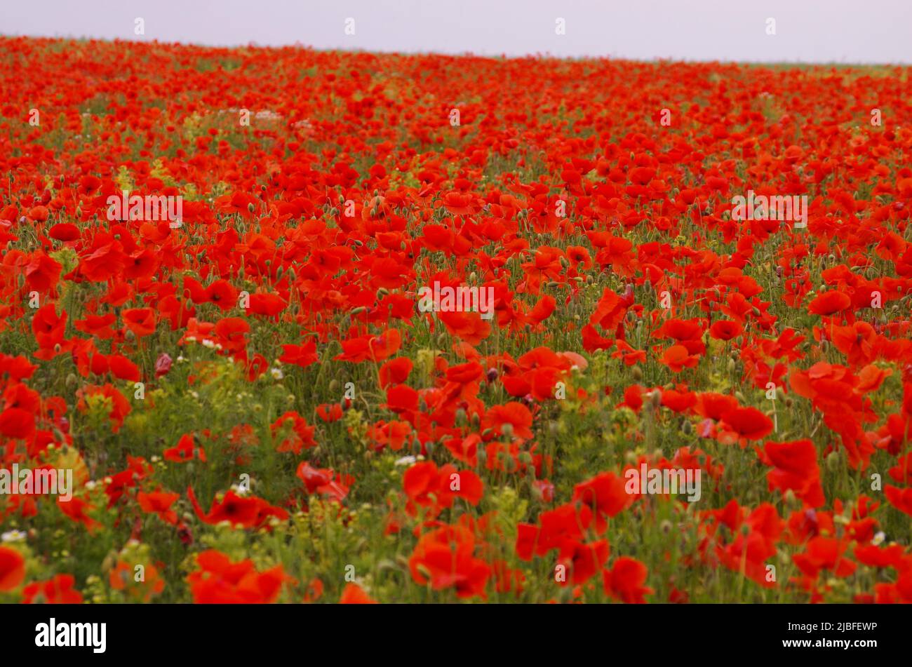 Poppy Flowers on an wild Field. Stock Photo