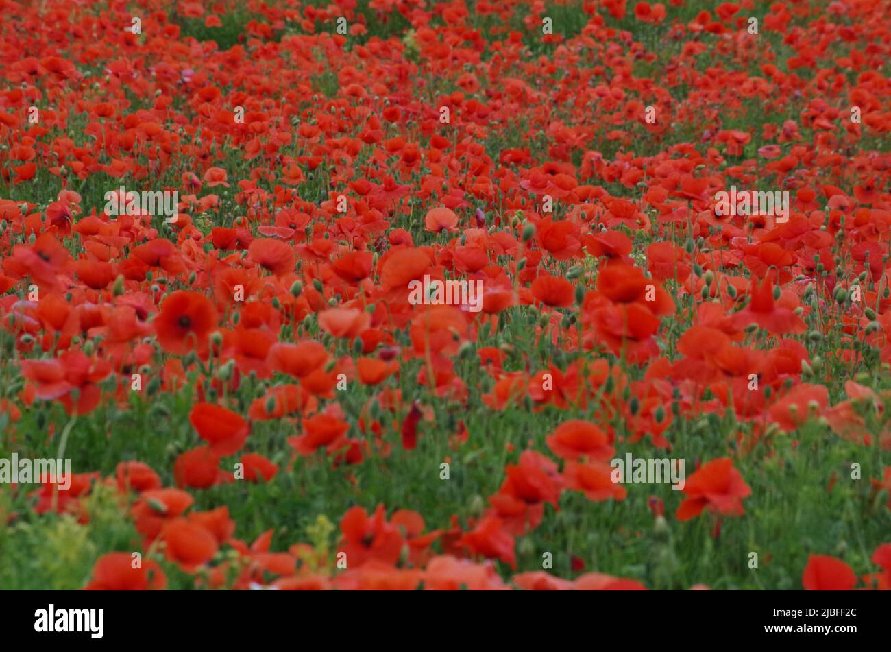 Poppy Flowers on an wild Field. Stock Photo
