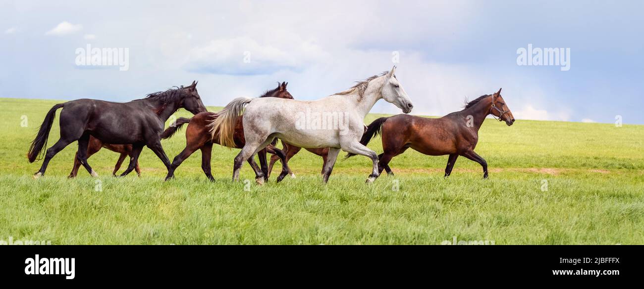 A beautiful thoroughbred white horse freely runs. Horse herd grazing in pasture. Horses are free. Landscape, pasture. Sunlight. Summer pasture Stock Photo
